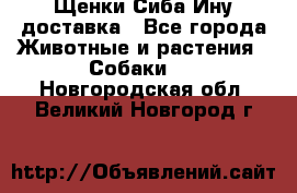 Щенки Сиба Ину доставка - Все города Животные и растения » Собаки   . Новгородская обл.,Великий Новгород г.